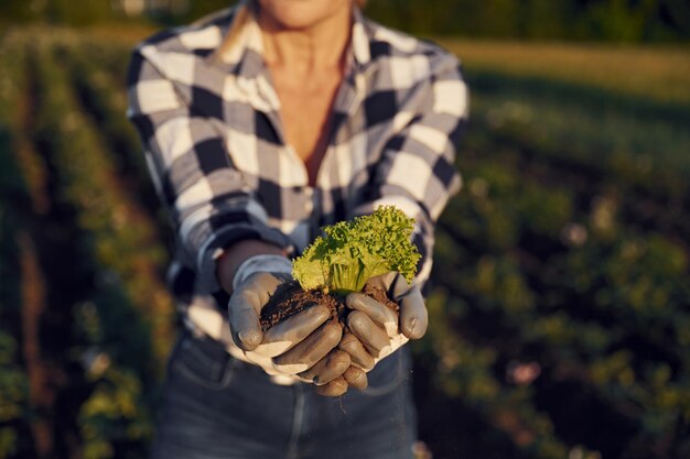 Bloemkool in de handen Vrouw is overdag op het landbouwveld