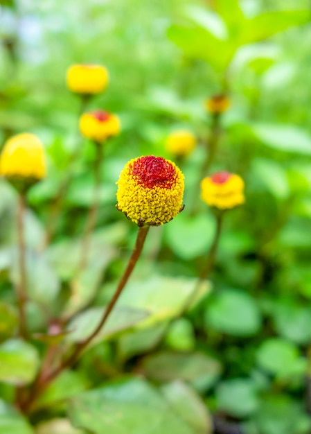 bloemkoppen van paracress