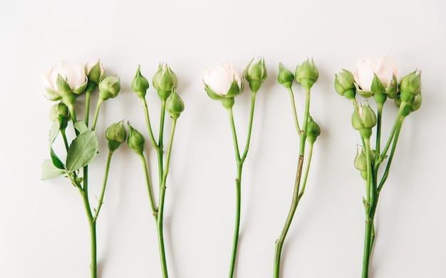 Bloemmotief met knop en groene bladeren Minimale platliggende compositie van prachtige kleine roze rozen