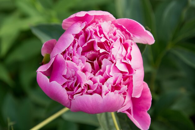 Foto bloemmotief van roze pioenbloemen op roze