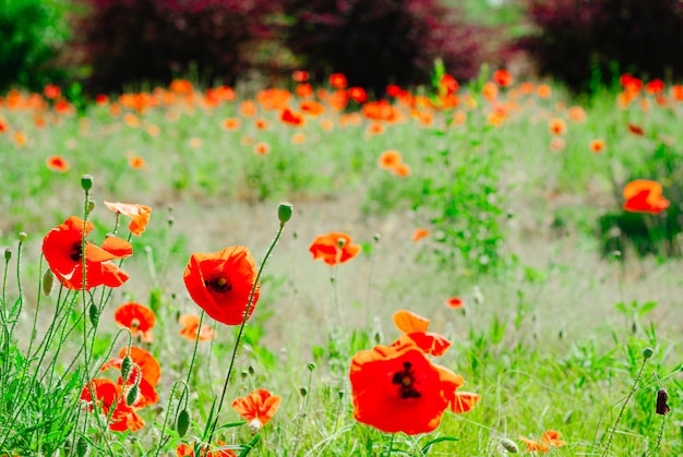 Foto bloempapaver bloeiende achtergrond