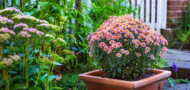 Bloempot met een roze madeliefjestruik die in het voorjaar buiten in een weelderige groene tuin bloeit groothoek close-up van overwoekerde plantenbak en potplant die groeit in een levendige landelijke achtertuin met kopieerruimte