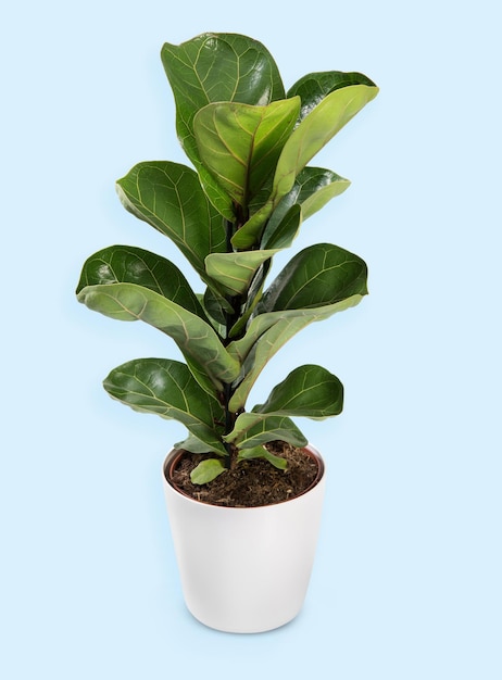 Bloempot met Ficus lyrata plant met brede bladeren