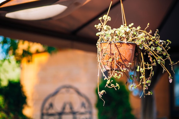 Bloempot met plant hangend als decor in een straatcafé