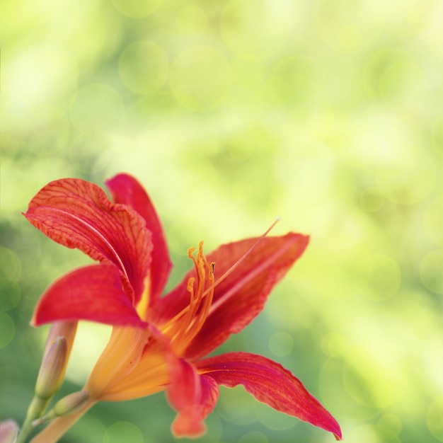 Bloemrijke achtergrond met leliebloem op vage groene fon.