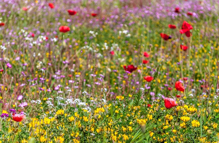 Foto bloemrijke weide in het voorjaar