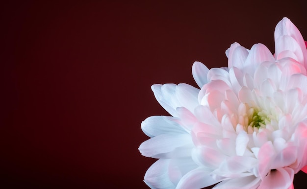 Bloemsierkunst Neon minimale achtergrond Wit roze aster op zwart