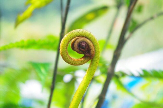 Foto bloemstengel