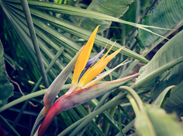 Bloemstrelitzia tussen bladeren