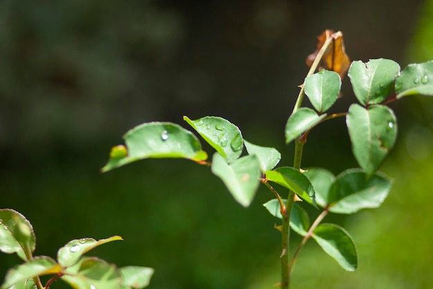 Bloemtak en blad in het park