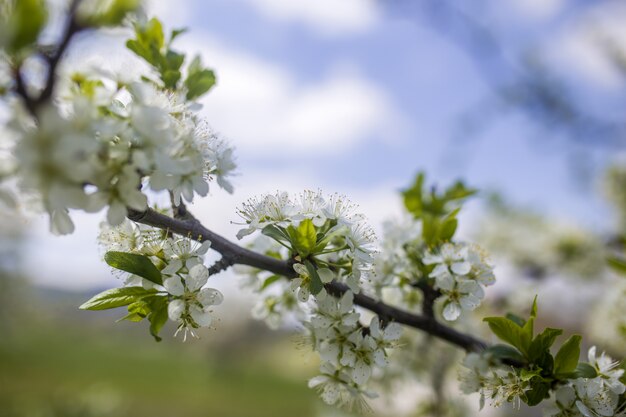 Bloemtakken