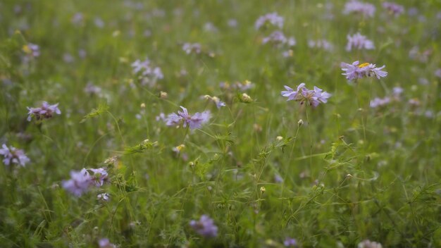 Bloemveld met een bos witte en paarse bloemen bloeiende wilde bloemen