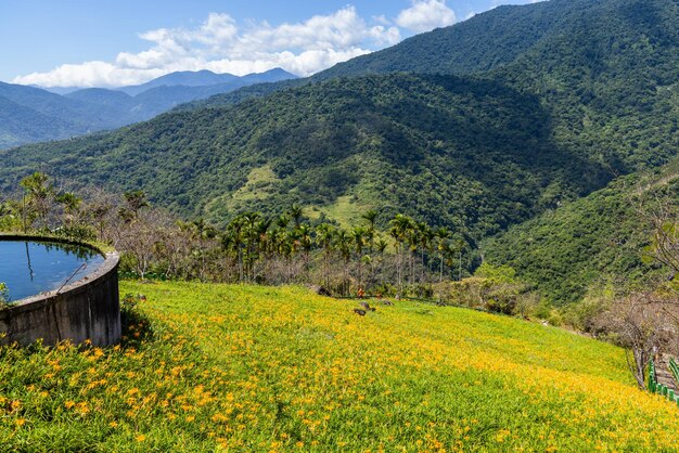 Bloemveld van prachtige oranje daglelie in Taimali Kinchen Mountain in Taitung van Taiwan