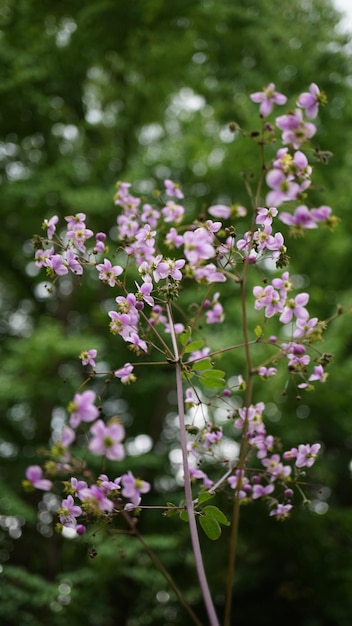 Foto bloemzoom