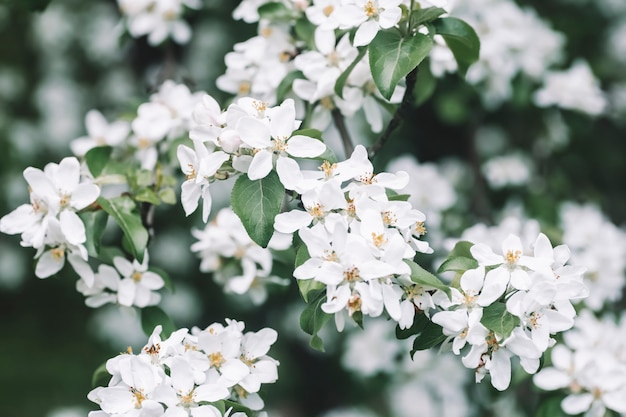 Bloesem appelboom lente achtergrond bloeiende boom in het voorjaar tegen de achtergrond van een zonnige lente hemel hoge kwaliteit foto