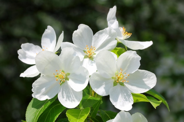 Bloesem appelboom macro