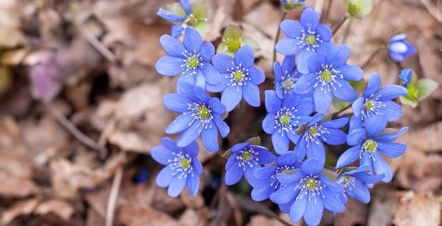 Foto bloesem blauwe sneeuwklokjes. scilla siberica bloemen in het lentebos. lente achtergrond