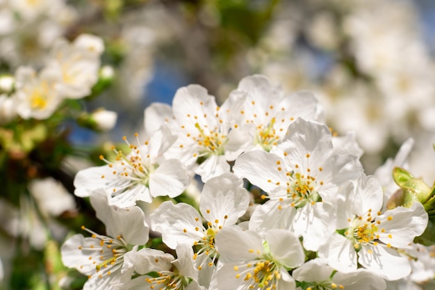 Bloesem boom bloemen lente natuur schoonheid kers