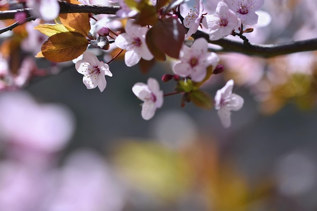 Bloesem boom Natuur achtergrond Zonnige dag Lente bloemen Mooie Boomgaard Abstracte onscherpe achtergrond Lente