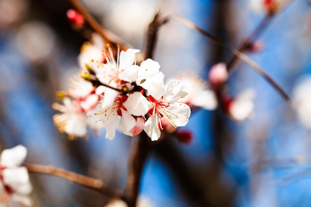 Bloesem boom over natuur achtergrond lente bloemen lente achtergrond Wazig concept Natuurlijke achtergrond Abrikoos bloemen