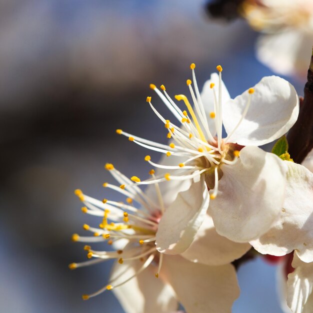 Bloesem boom over natuur achtergrond lente bloemen lente achtergrond Wazig concept Natuurlijke achtergrond Abrikoos bloemen