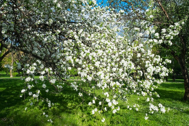 Bloesem boom over natuur Lente bloemen achtergrond