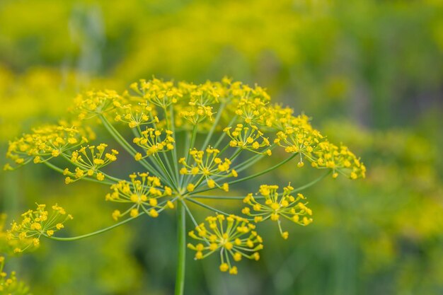 Bloesem dille plant op een groene achtergrond macrofotografie op een zonnige zomerdag