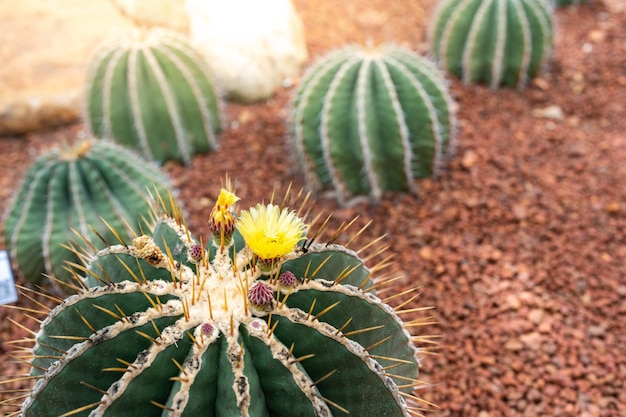 Bloesem gele cactusbloemen op de rots.