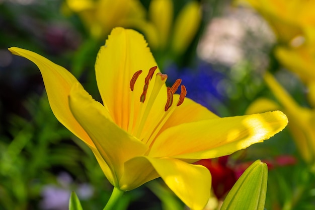 Bloesem gele lelie op een groene achtergrond op een zomerse zonnige dag macrofotografie.