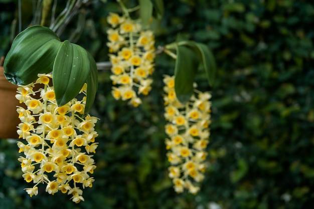 Bloesem gele orchidee in de tuin