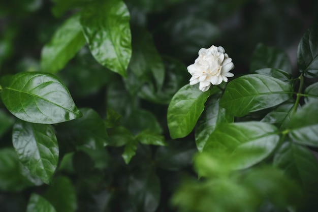 Bloesem jasmijn in de tuin