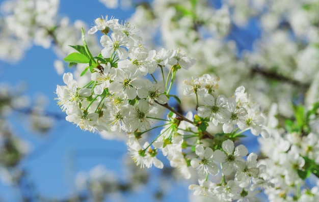 Bloesem lente appel op hemel achtergrond boom bloemen