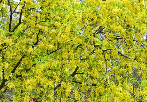 Bloesem lente boom met gele bloemen (natuur achtergrond)