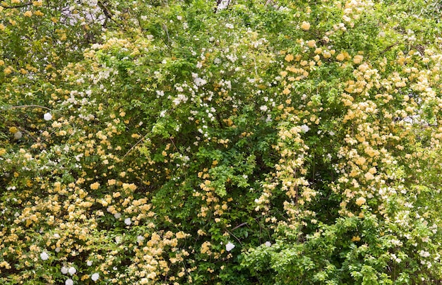 Bloesem lentestruik met witte en beige bloemen (natuuroppervlak)