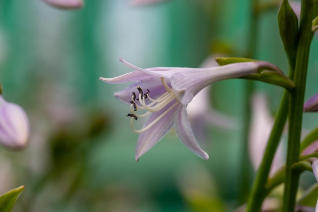 Bloesem lila Hosta bloem op een groene achtergrond macrofotografie