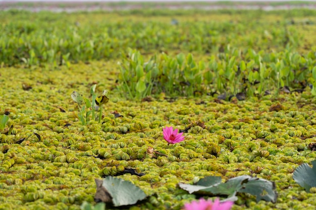 Bloesem lotus gras