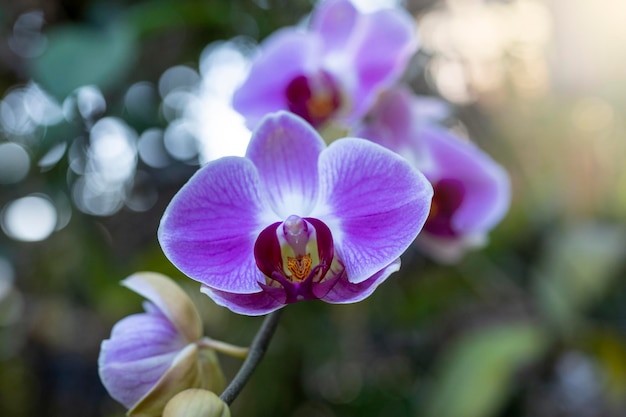 Bloesem mooie paarse phalaenopsis in de tuin.