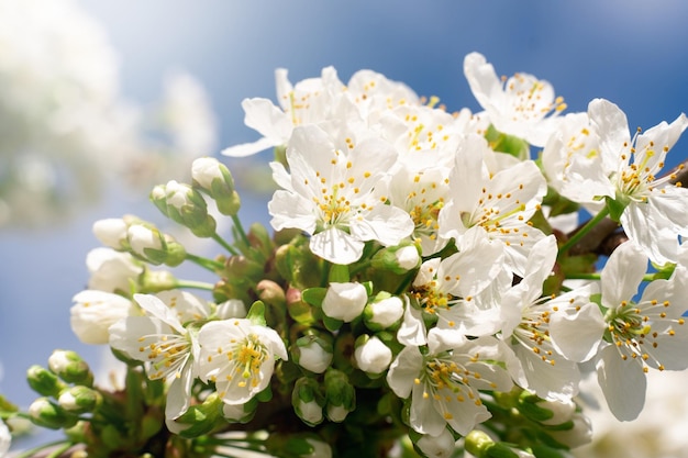 Bloesem natuur bloementuin lente schoonheid kers