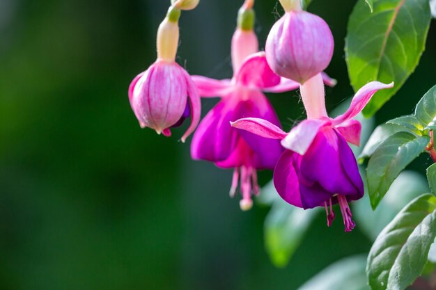 Bloesem paars roze fuchsia bloem op een groene achtergrond macrofotografie in een zomer