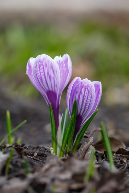 Bloesem paarse krokus bloem in een lentedag macrofotografie