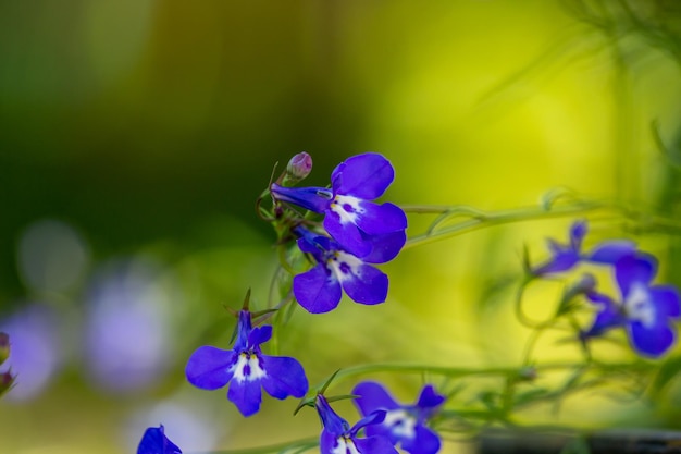 Bloesem paarse lobelia bloemen op een geelgroene achtergrond op een zonnige zomerdag macrofotografie