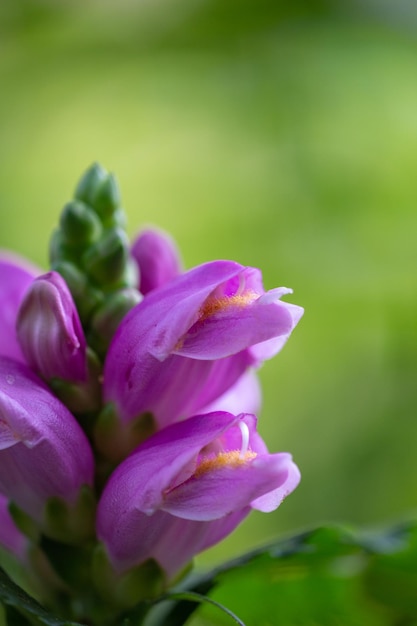 Bloesem paarse turtlehead macro bloem fotografie in het zonlicht Roze chelone bloem in zonnige dag