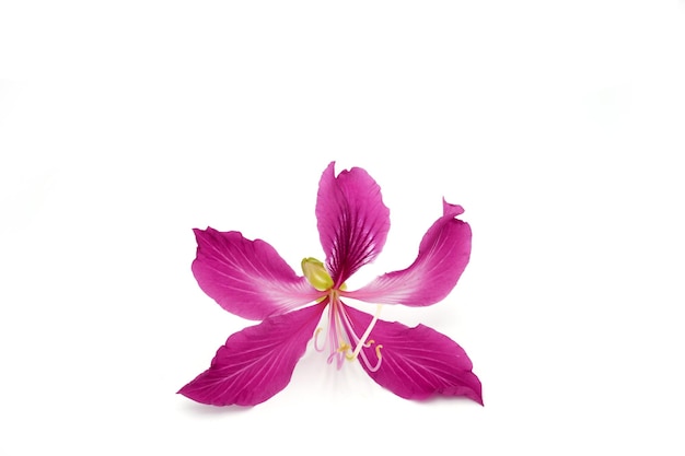 Bloesem rode Bauhinia purpurea bloem op witte achtergrond