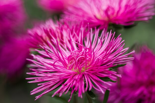 Bloesem roze aster callistephus naald bloem close-up verticaal. Weelderige verse bloeiwijzen van callistephus bloeien in de herfst in de natuur, achtergrond achtergrond delicate bloemblaadjes van een tuinaster