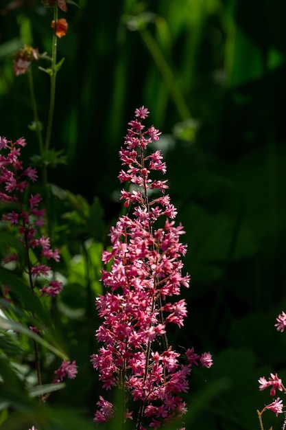 Bloesem roze astilbe bloem a op een groene achtergrond in de zomer macrofotografie