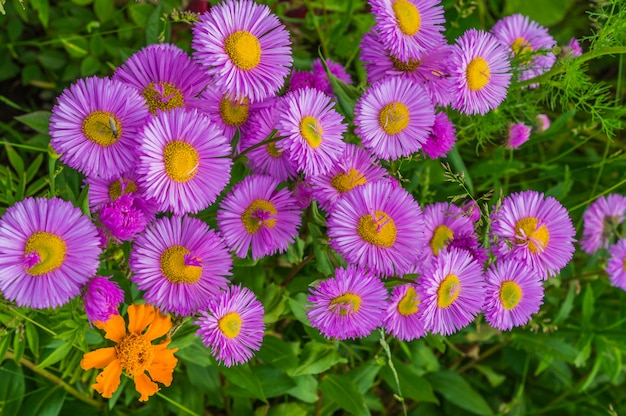 Bloesem roze bloemen in een tuin