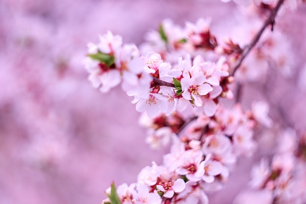 Bloesem roze boom in de natuur