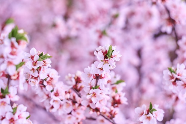 Bloesem roze boom over aardachtergrond