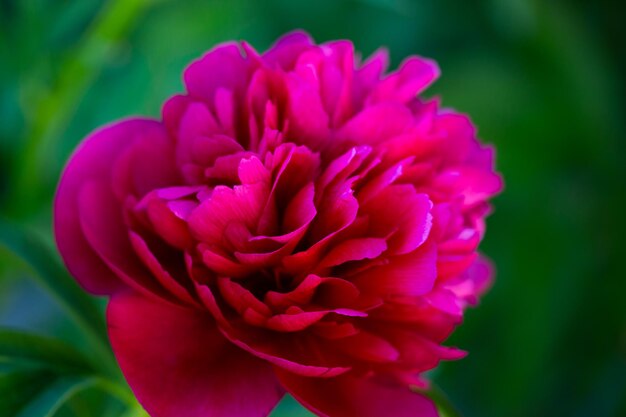 Bloesem roze pioen bloem op een zomer zonnige dag macrofotografie