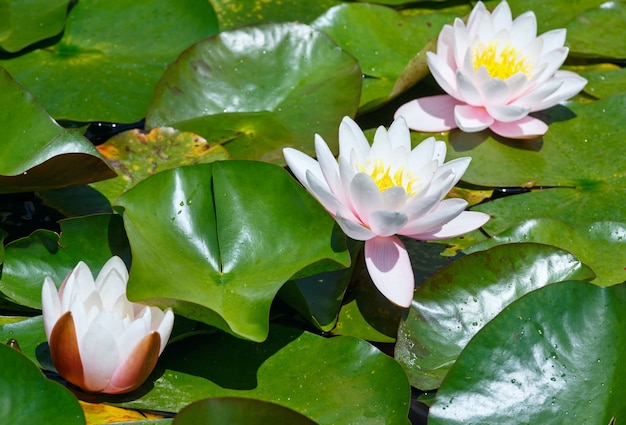 Bloesem roze waterlelie in park.